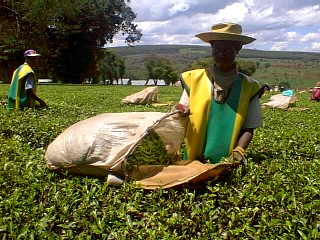 Picking tea at the Tea Hotel, Kericho