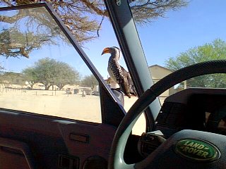 Hornbill sits on the door mirror