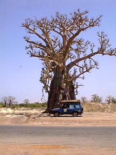 Giant boabab tree